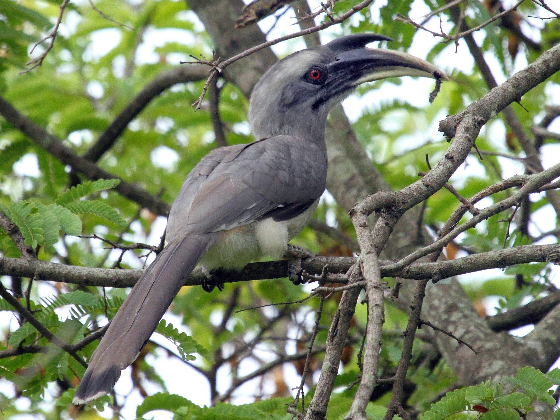 Hornbill